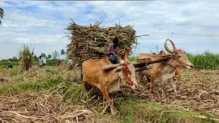 Two Country Bullock Cart Stuck In Mud Ride | Cow Videos vs Ox