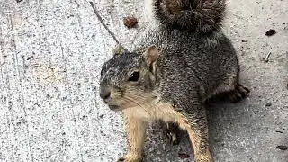You feed Flopsy squirrel 🐿️ on ping pong 🏓 table 😂