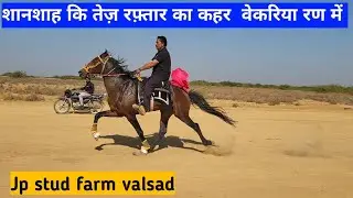शानशाह कि तेज़ रफ़्तार का कहर | वेकरिया रण में | Jp stud farm VALSAD VEKRIYA RACE PRACTICE #HORSE 