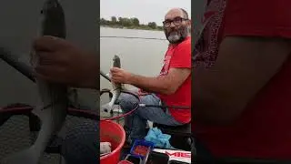 CATTURE DEL CANALE FISSERO #polefishing #fishing #pesca #fishingislife #fishinglife #fishingvideos