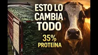 💥NOPAL fermentado SIN Biodigestor🌵REVOLUCIÓN Ganadera!