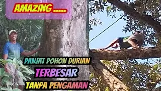 Jalan diatas pohon durian yang berumur ratusan tahun tanpa pengaman