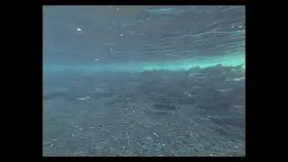 Snorkeling with Salmon on the Olympic Peninsula