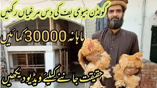 Golden Heavy Buff farming in Sialkot. Golden Heavy Buff profitable business.