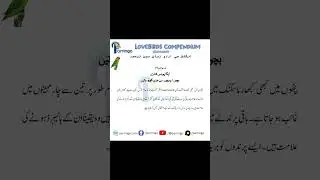 Lovebirds Compendium in Urdu/Hindi - 18