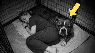 I Risked Everything for the Dog Who Had Given Up — Then a Stranger Claimed Him