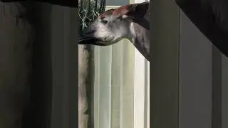 Okapi @ZOOantwerpen