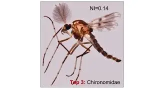Top 20 most dominant flying insect families