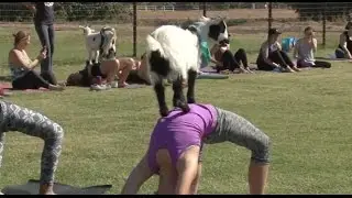 Gilbert entrepreneurs bring goats to yoga class | Cronkite News