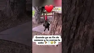 Gallo baila bailalo Rocky en full HD, 4k x 8k.  #gallo #baile