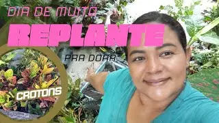 FIZ MUITAS MUDAS DE CROTONS E MUITO REPLANTE 🌸🌷🏡