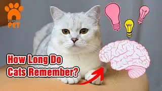 How Long Cats Remember Their Owners, Abuse, Mistreatment, Etc.