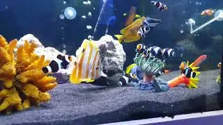 Seahorse Aquariums shop Dublin 22, Ireland
