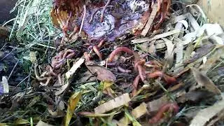 Worms devouring an onion.