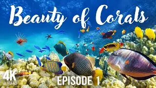 Fascinating World of Corals - 4K Colorful Deep Sea Animals + Calm Ambient Music for Relax - Part 1