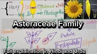 Asteraceae Family|Vegetative and floral characters|Economic importance. #bscbotany