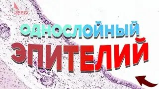 Однослойный Эпителий: Строение, Однорядный и Многорядный Виды - Оптимальный Разбор (2 часть)