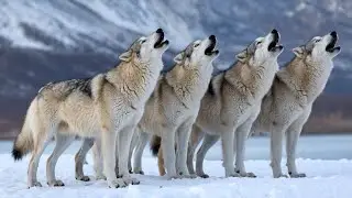 Snow-White Wolves | A Heartwarming Pack Adventure | #wolfpack #wildlife