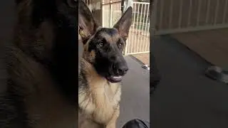 #germanshepherdlovers #shortvideos #germanshepherd #viral #shorts