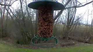 Does Hot Pepper seed log work at keeping Squirrels away?