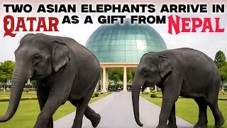 Breaking News: Two Asian Elephants Arrive in Qatar as a Gift From Nepal 