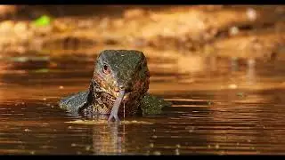 Monitor lizards, 巨蜥类