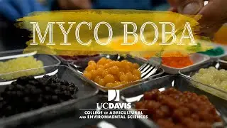 Myco Boba! The newest fungal protein based food