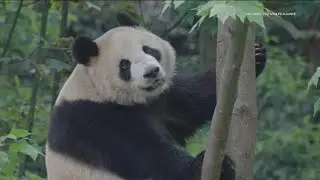 Panda Patrol | San Diego is gearing up for arrival of the pair of bears from China