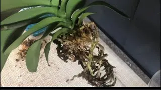 兰花 - 刚买的兰花发现烂根我马上这样处理