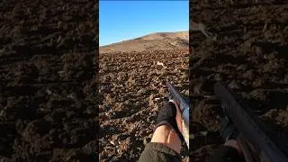 TAVŞAN TERS TARAFA KOŞTU (SEZONUN EN NET TAVŞANI) HARE HUNTİNG #hunter #hunting #tavşanavı #avcılar