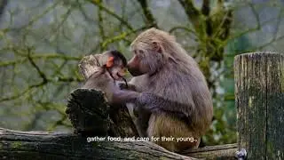 Life of Monkeys #animalbehavior #natureunfiltered #wildlifedocumentary # animals