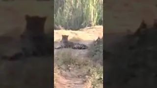 Alert🚨😭Leopard Attack Village Girl Tiger Attack village wildlife #viral #yutubeshorts #animalattack