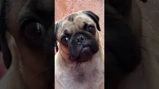 FULL ANGRY 😡 PUG DOG | Pug World | Pug Fog Atrocity #happymypug
