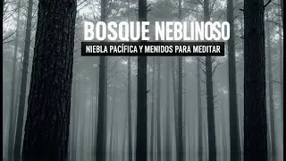ASMR Bosque de Pinos con Niebla 🌫️ Meditaci&oacute;n Oscura Ambiental | Sue&ntilde;o Profundo, Trabajo de Sombra