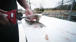 Cut Fish Faster With This Electric Fillet Knife