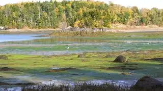 Flute of the Princess, fantasy by Andrei Krylov & View from Maine
