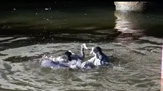 Coot Fight 2012 - Part 1 by Ani Male