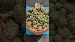 Succulent display 13 (Crassula Barklyi) | CSSSA Spring Show and Sale 2022 #succulents  #australia