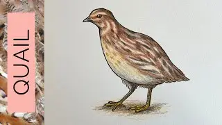 The only QUAIL DRAWING TUTORIAL you&rsquo;ll ever need&hellip;