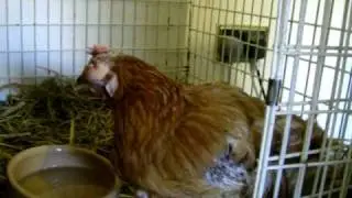 Freebie, the blind ex battery hen.