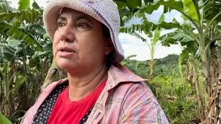 Triste chorei que aconteceu com minha roça de milho 🌽 vacas 🐄 do vizinho passou a noite dentro 💔🌽