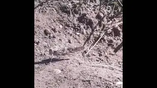 Educational Tidbit day 30: Pallid Winged Grasshopper