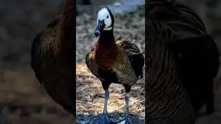 White-faced whistling duck 🦆