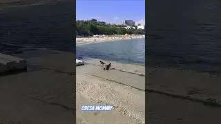 When Crows Bathe &mdash; What Is Nature Whispering?🇰🇷 Korean:- 까마귀가 목욕할 때 &mdash; 무슨 징조일까요?