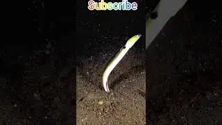 Sneak fishing🎣#wildlife #minivlog #whowillbemylifepartnerta #pets #petsvlog #history #trending#viral
