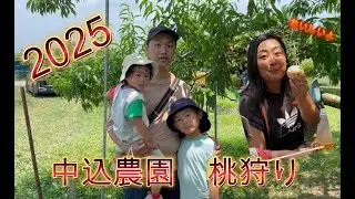 「【桃狩り体験】中込農園で旬の桃を収穫して食べてみた！