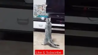 Cat funny Drone Attack, #shorts #cat