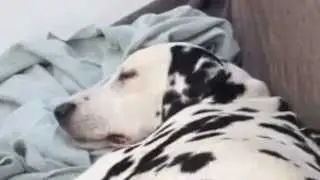 The dream barks of a Dalmatian