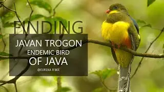 Finding Endemic Bird of Java