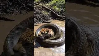 Anaconda Vs Jaguar #shorts #anaconda #jaguar